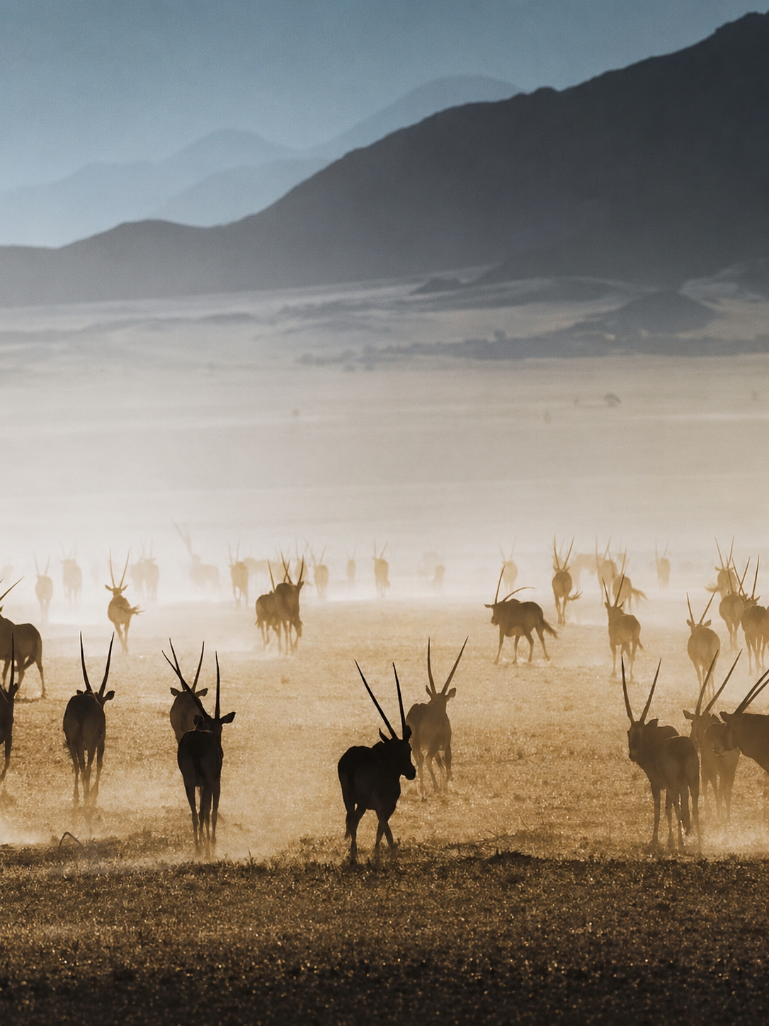 Wildlife safari in Etosha National Park Namibia