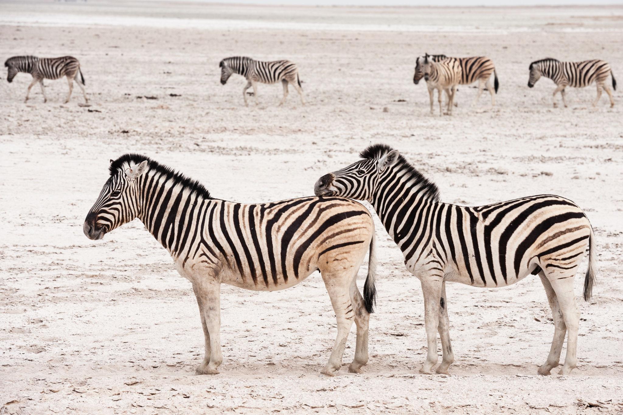 Etosha namibia