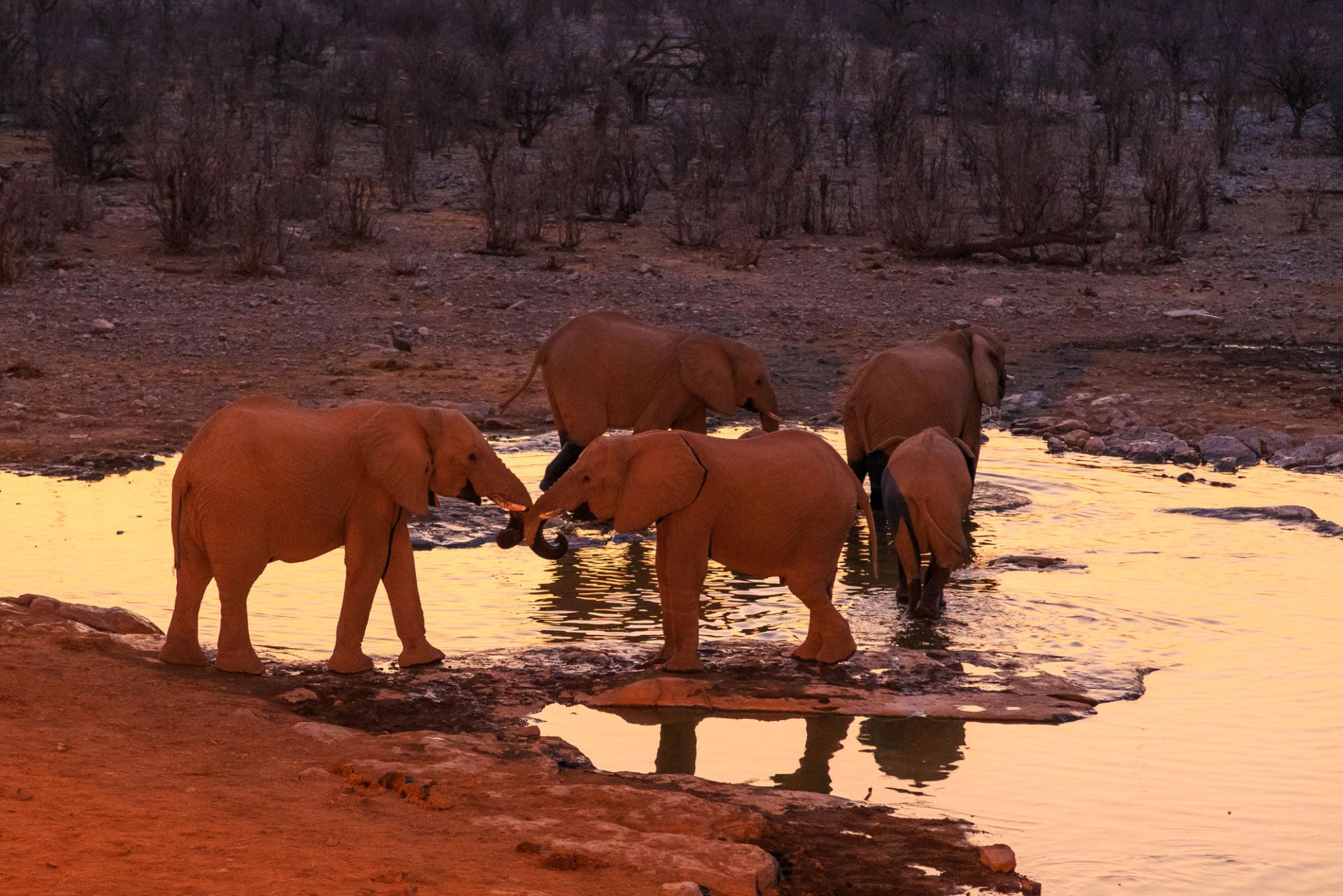 Etosha Elephant