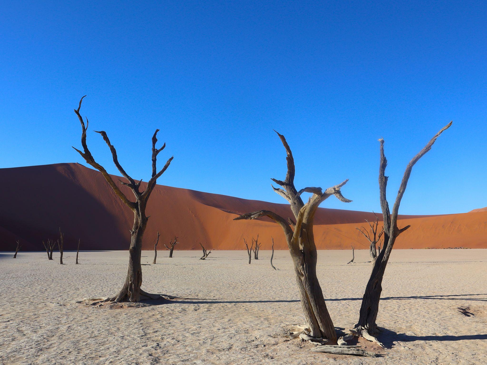 deadvlei sossusvlei red desert in namibia