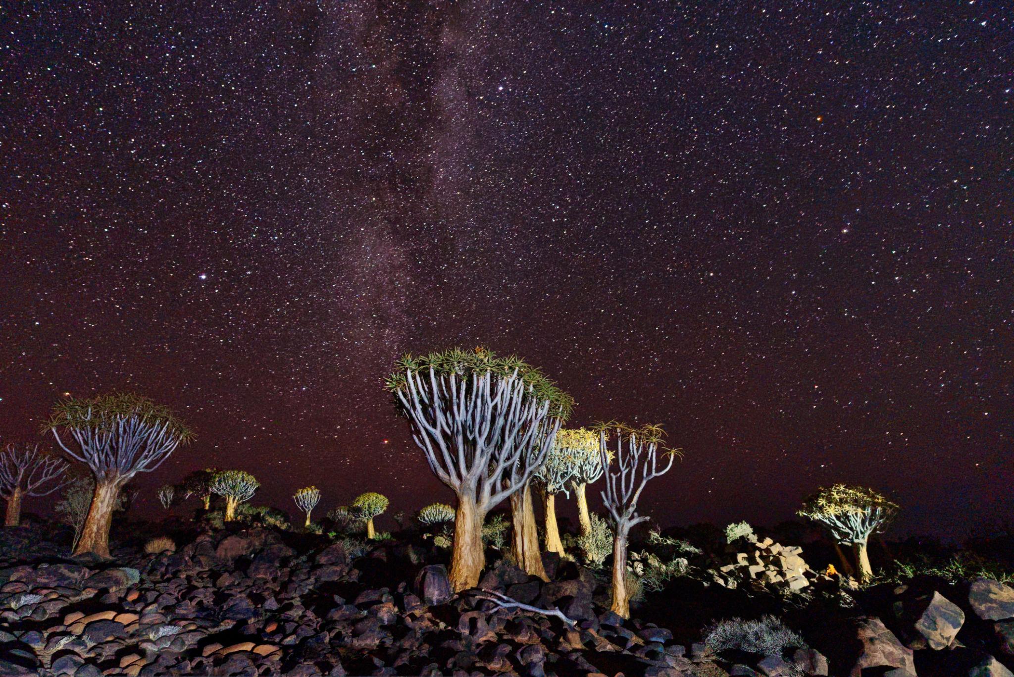 quiver tree forest in namibia