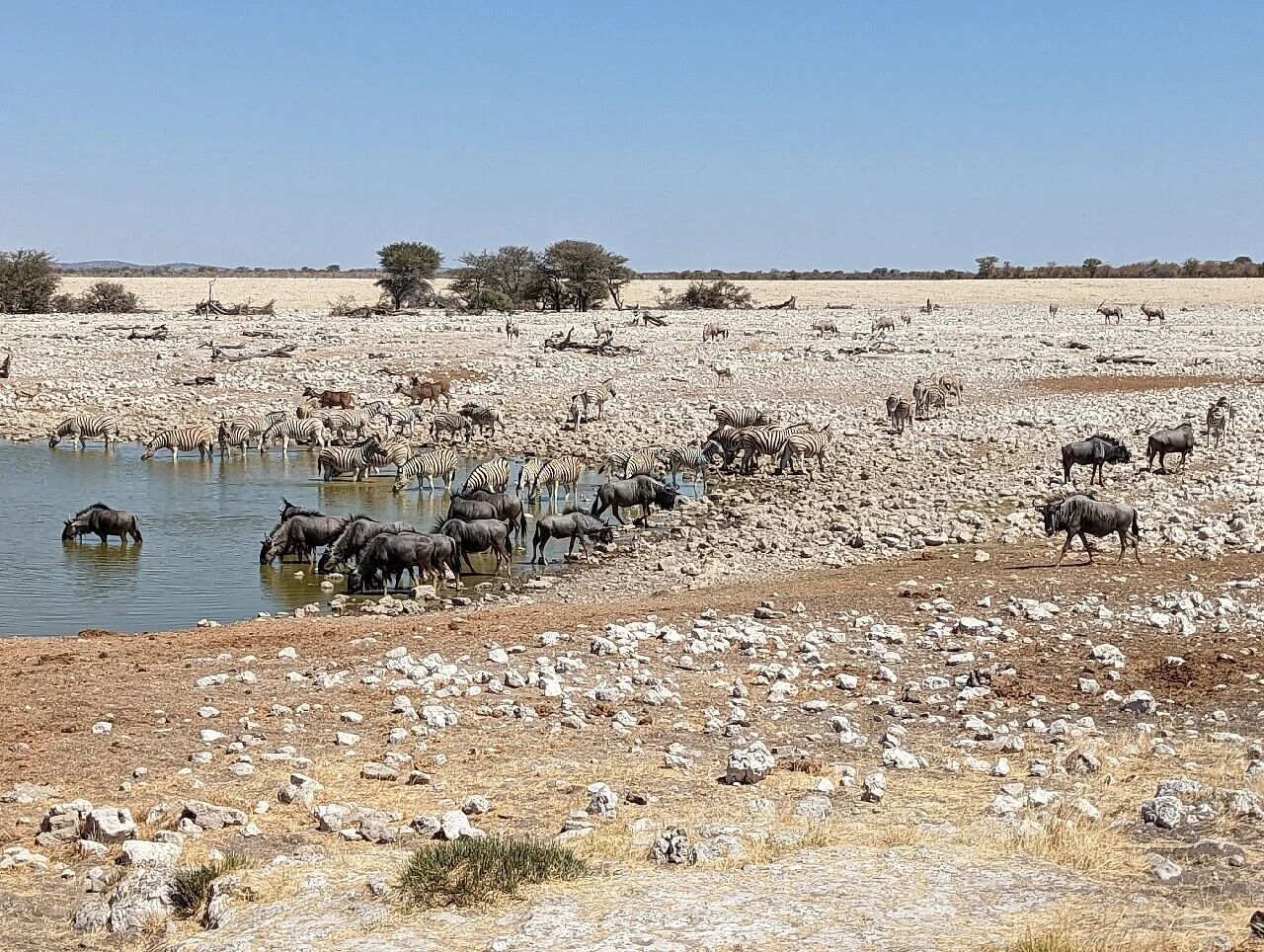 Wildlife safari in Etosha National Park Namibia