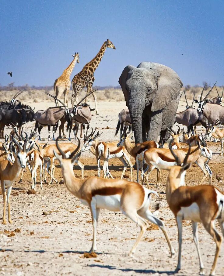 Etosha National park in namibia