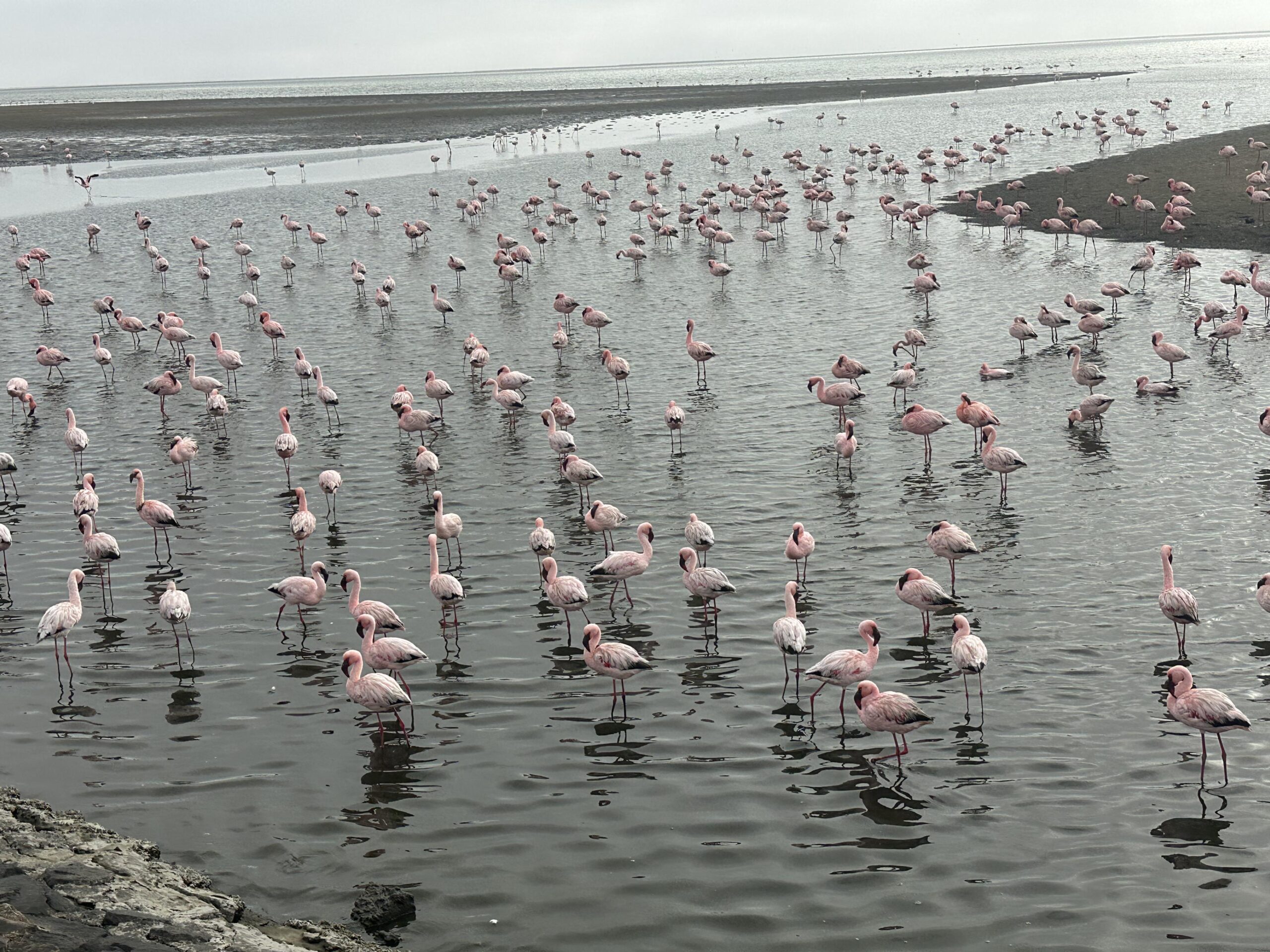 flamingo in Walvis Bay in Namibia