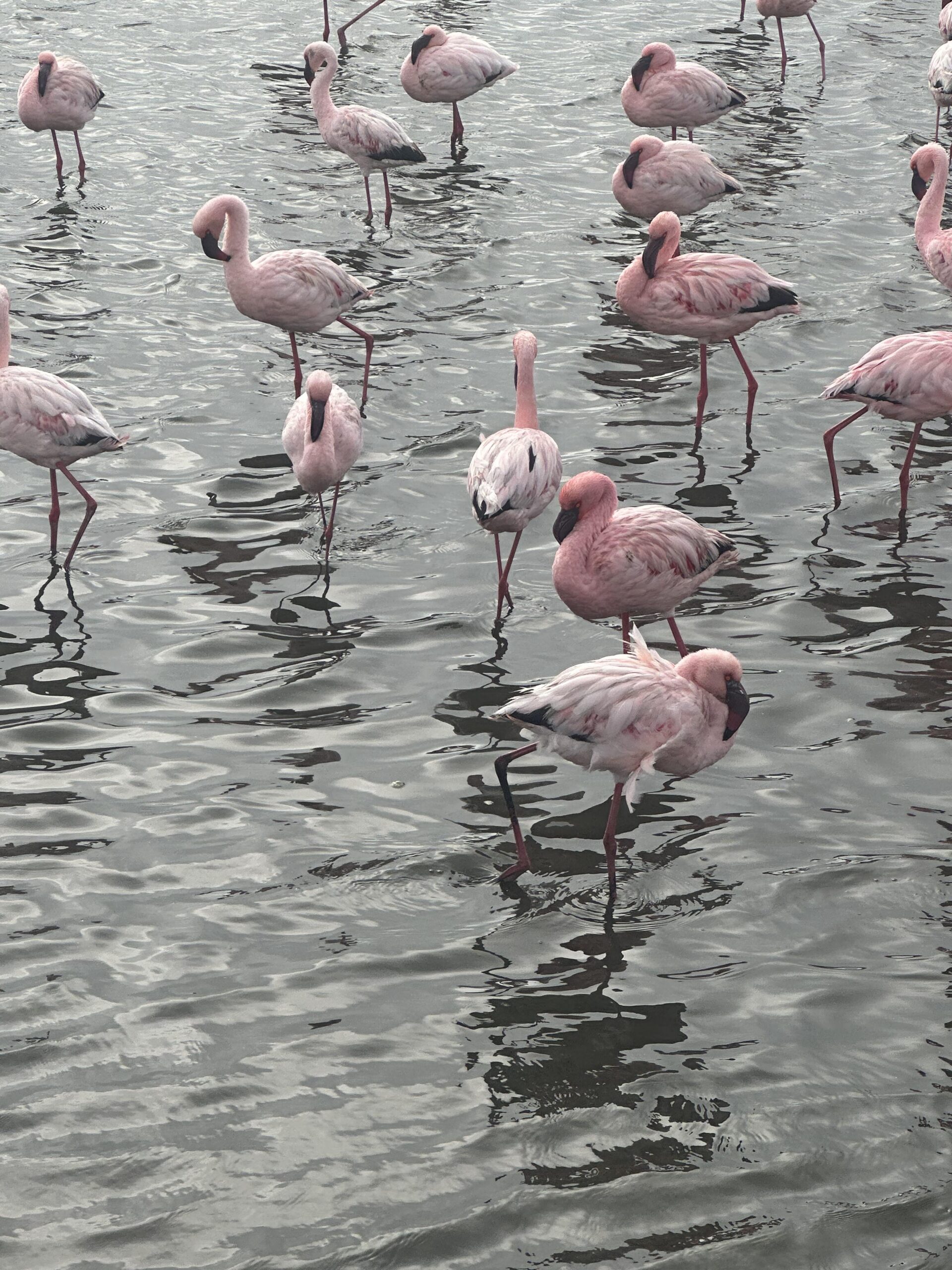 flamingo of Namibia
