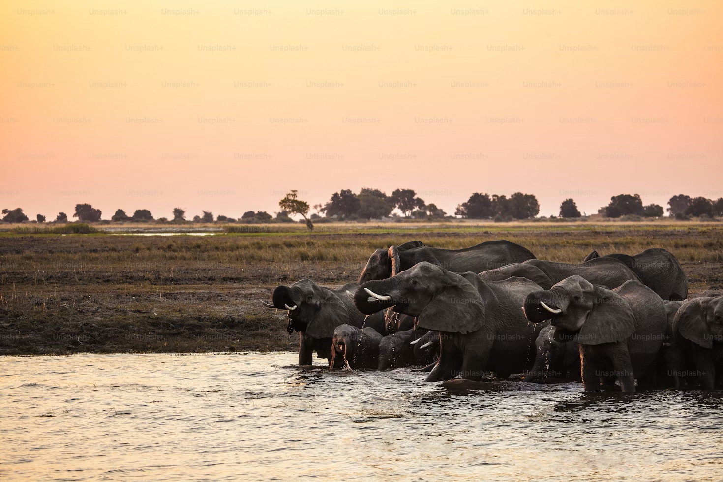 wildlife in Etosha National park Namibia