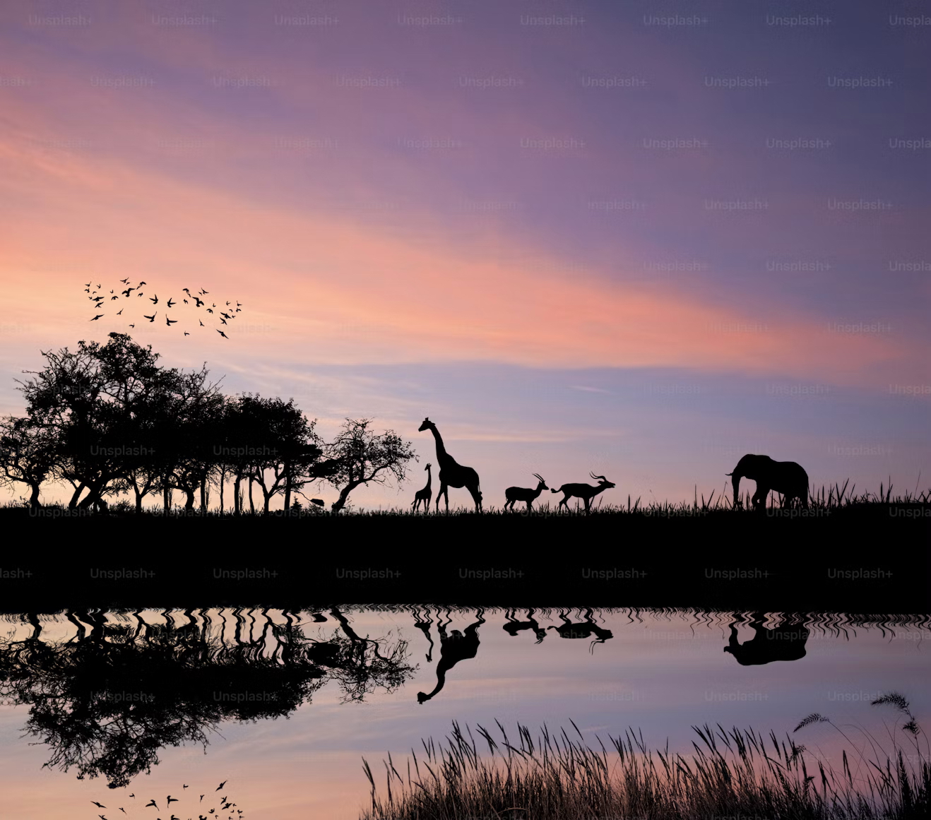 safari in Namibia