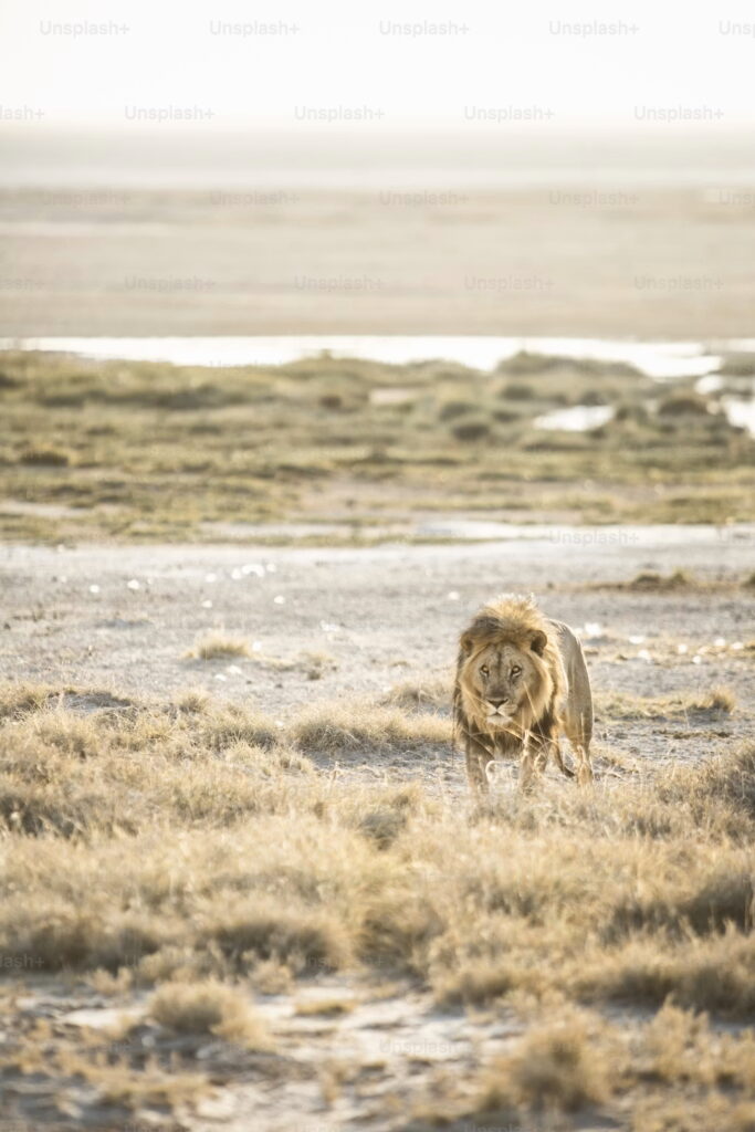 wildlife in Eothsa national park of Namibia