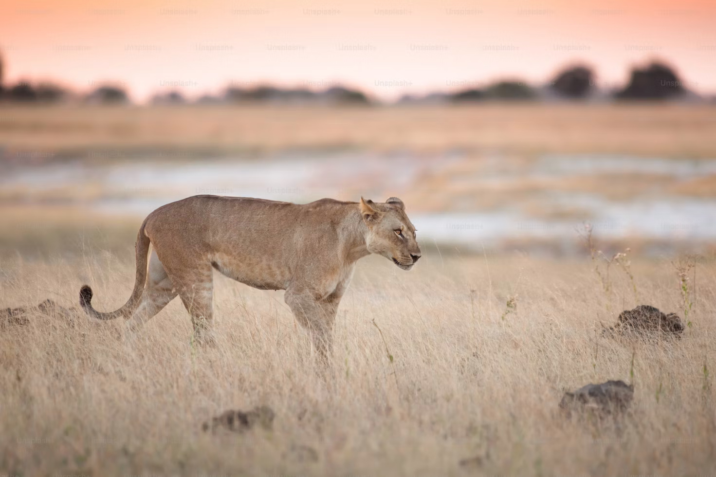 namibia cheatha