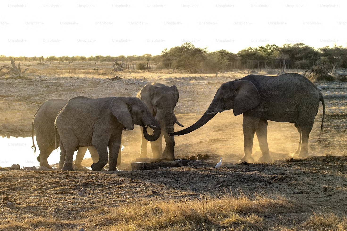 Etosha national park in namibia