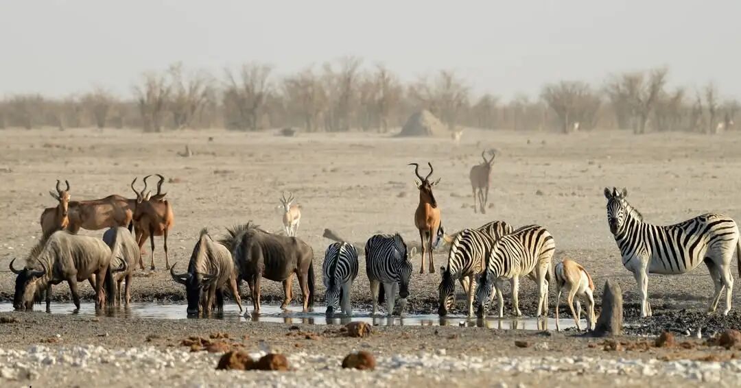 Wildlife safari in Etosha National Park Namibia