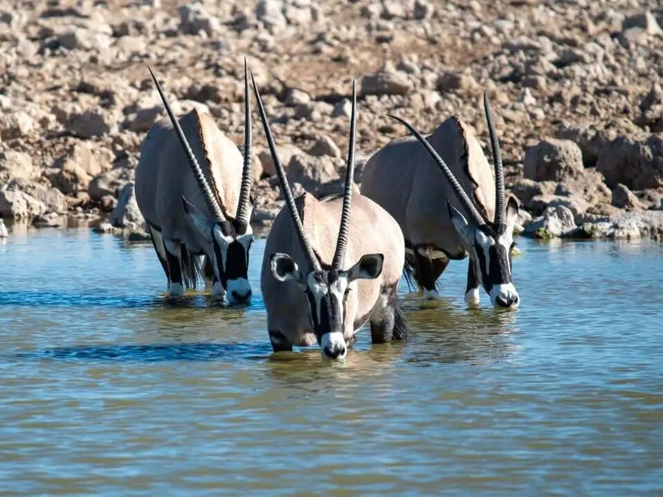 Wildlife safari in Etosha National Park Namibia