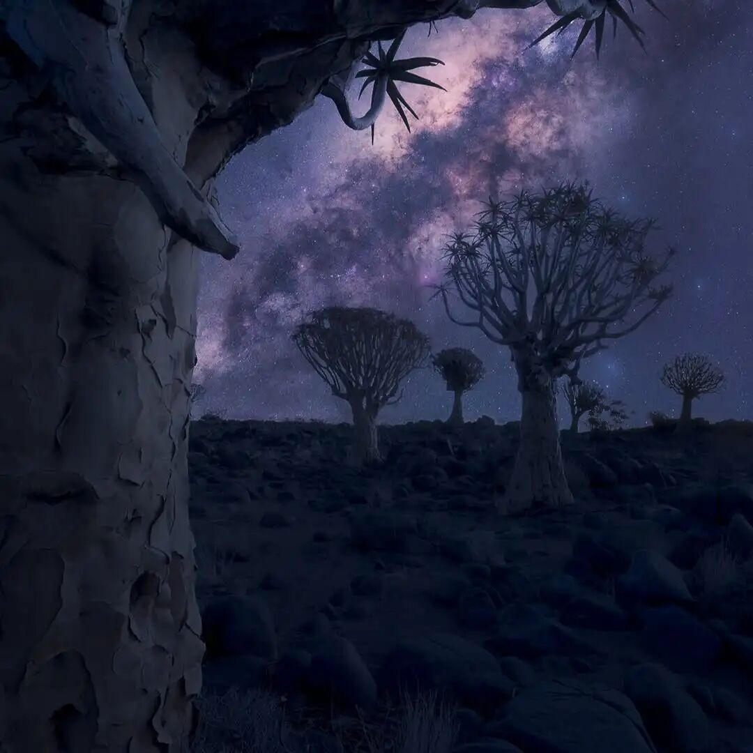 quiver tree forester in Namibia